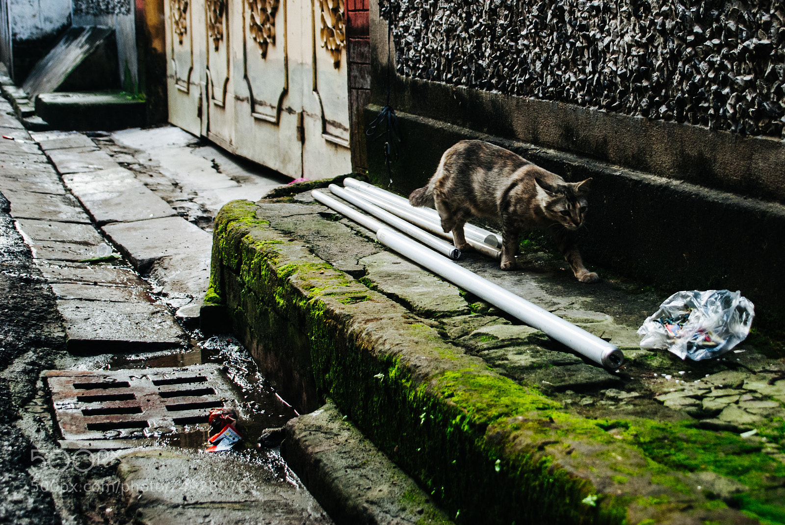 Nikon D60 sample photo. Urban cat # 1 photography