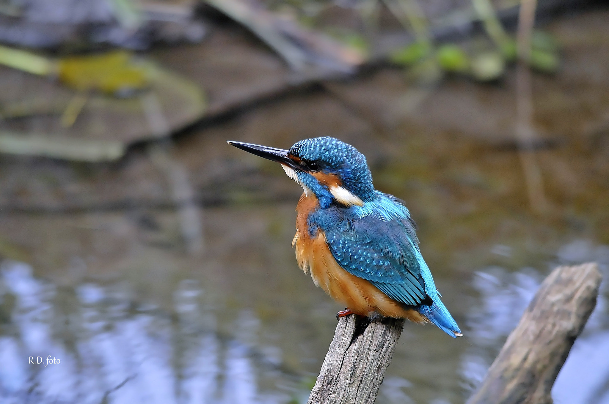 Sigma 150-500mm F5-6.3 DG OS HSM sample photo. Martin pescatore. photography