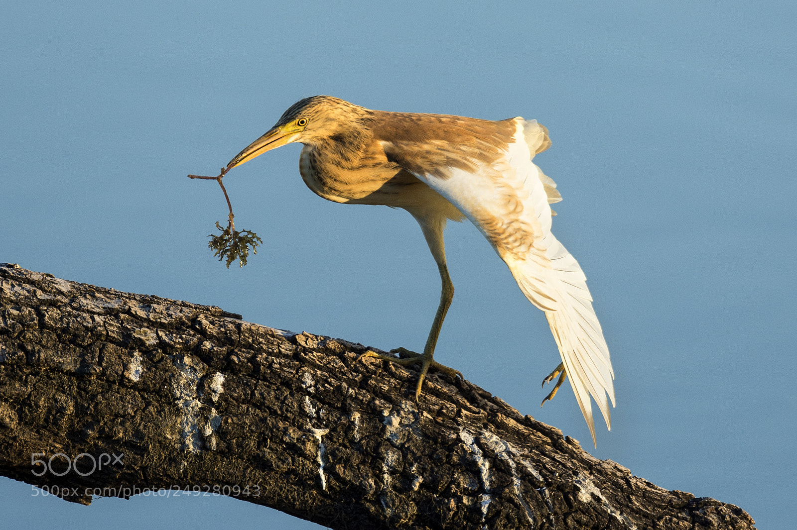 Nikon D4 sample photo. Juvenile squacco heron with photography