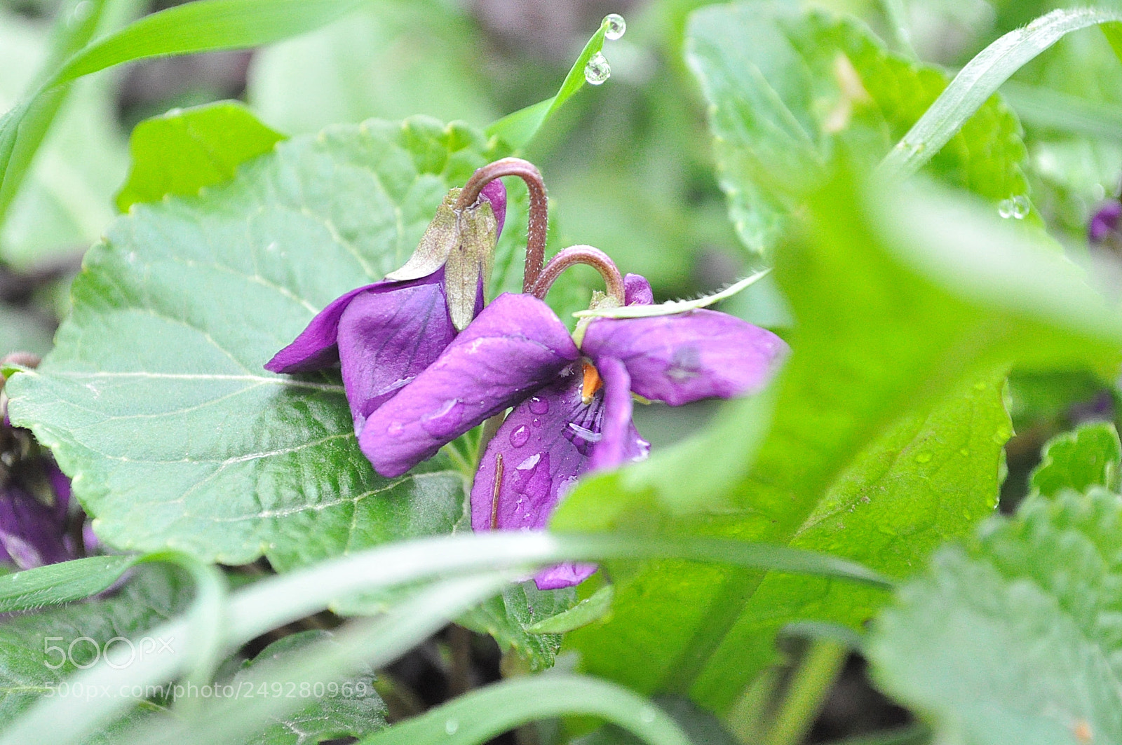 Nikon D5000 sample photo. Wild violets after rain photography