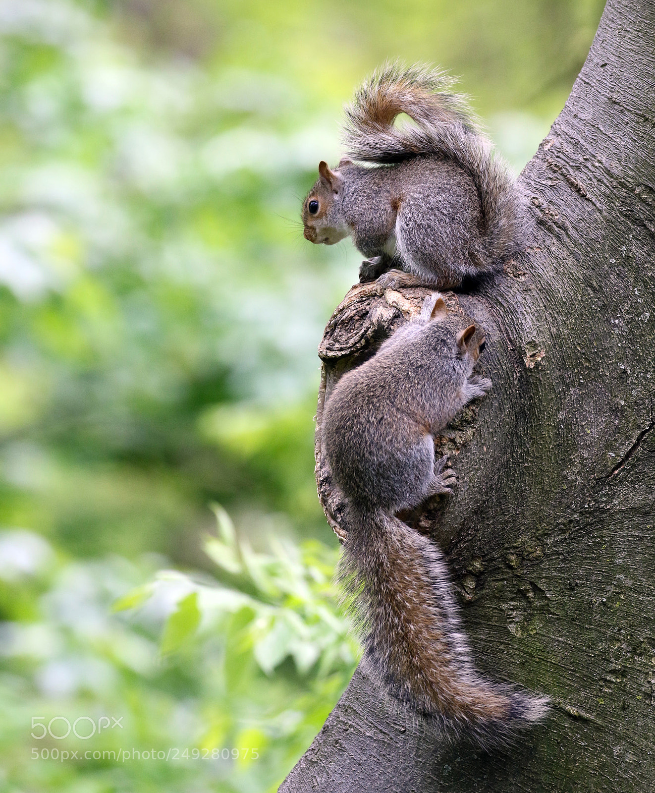 Canon EOS 7D Mark II sample photo. Bark buddies photography
