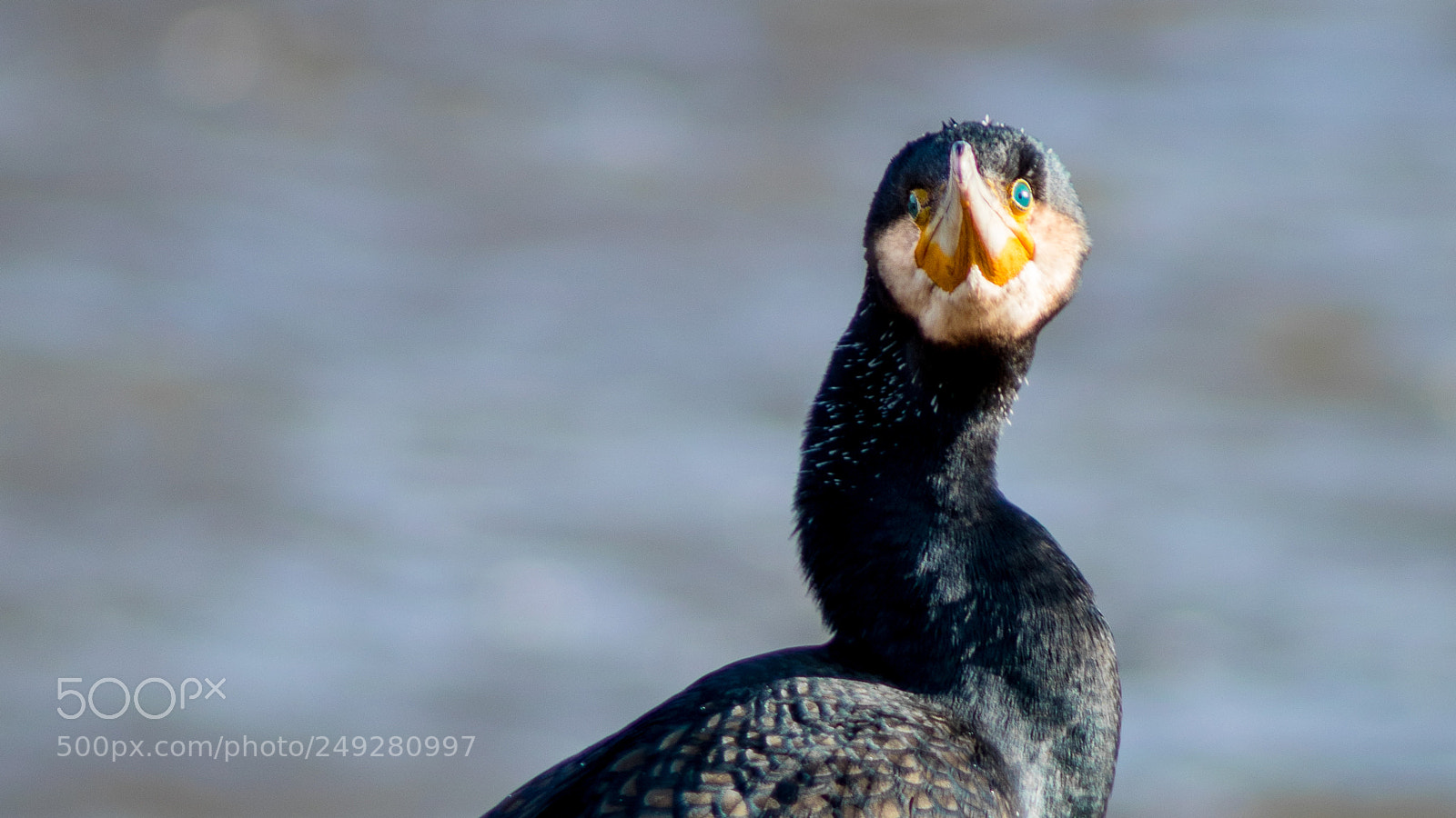 Canon EOS 5D Mark IV sample photo. Cormorant portrait photography