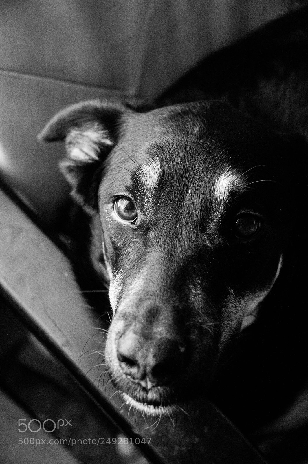 Nikon D3200 sample photo. Best friend photography