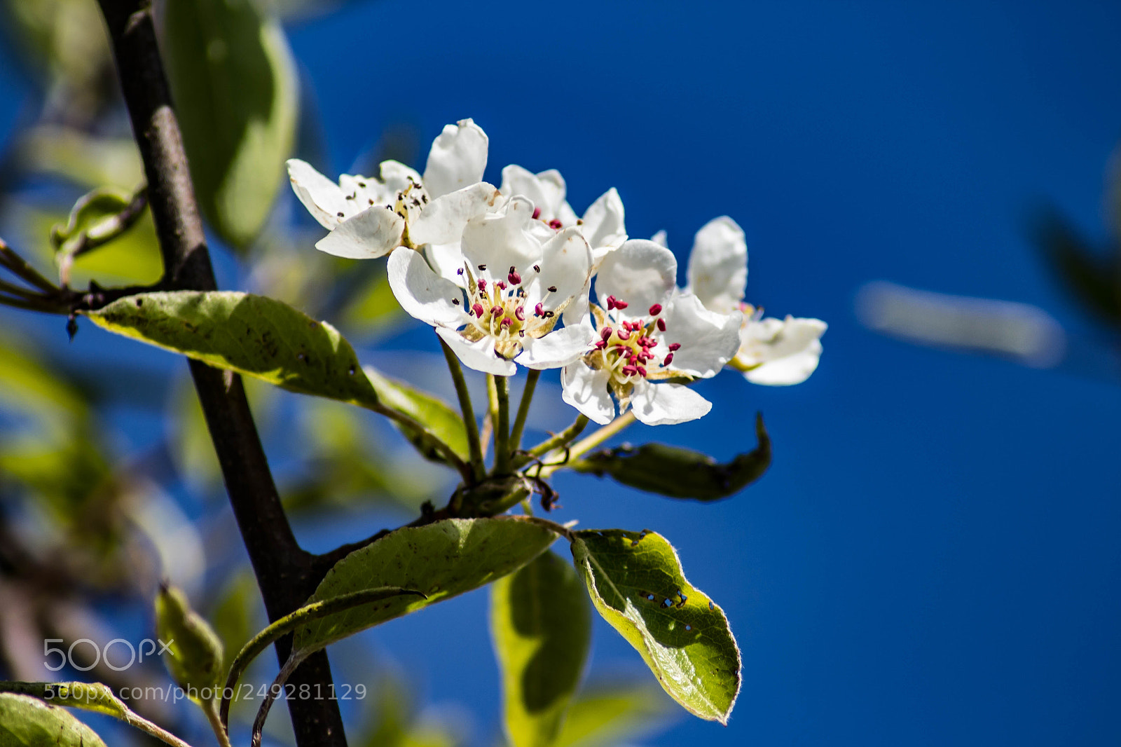 Canon EOS 700D (EOS Rebel T5i / EOS Kiss X7i) sample photo. First spring bloom plants photography