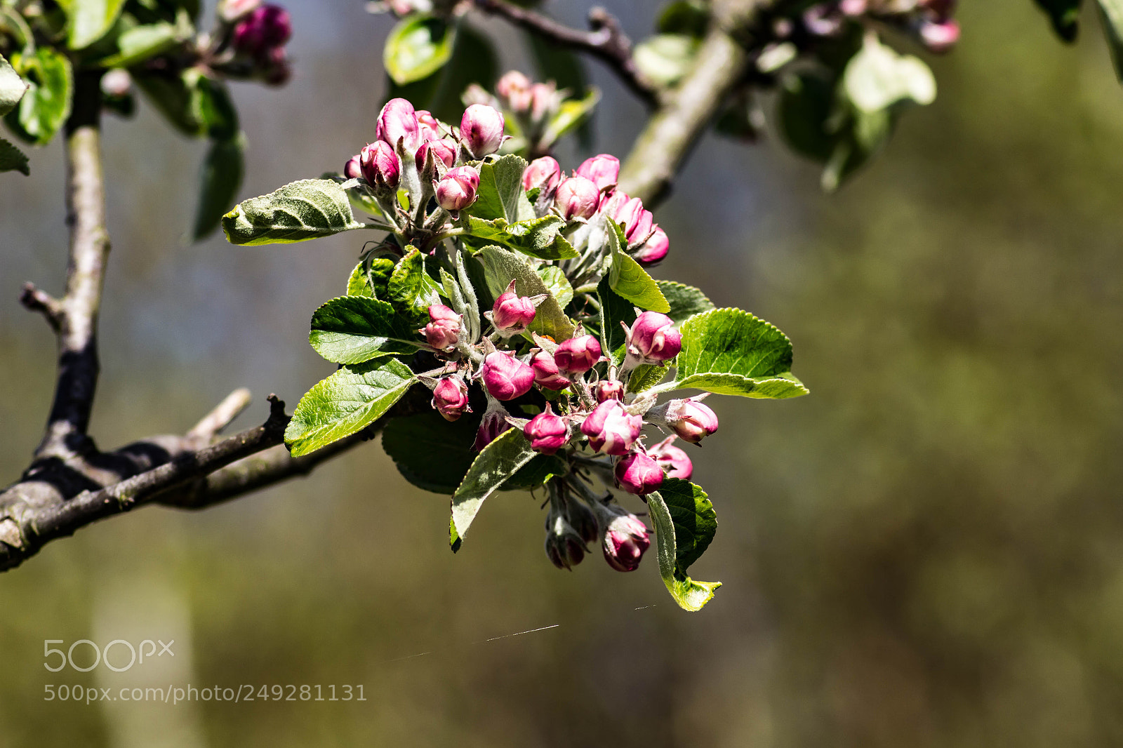 Canon EOS 700D (EOS Rebel T5i / EOS Kiss X7i) sample photo. Spring-time photography