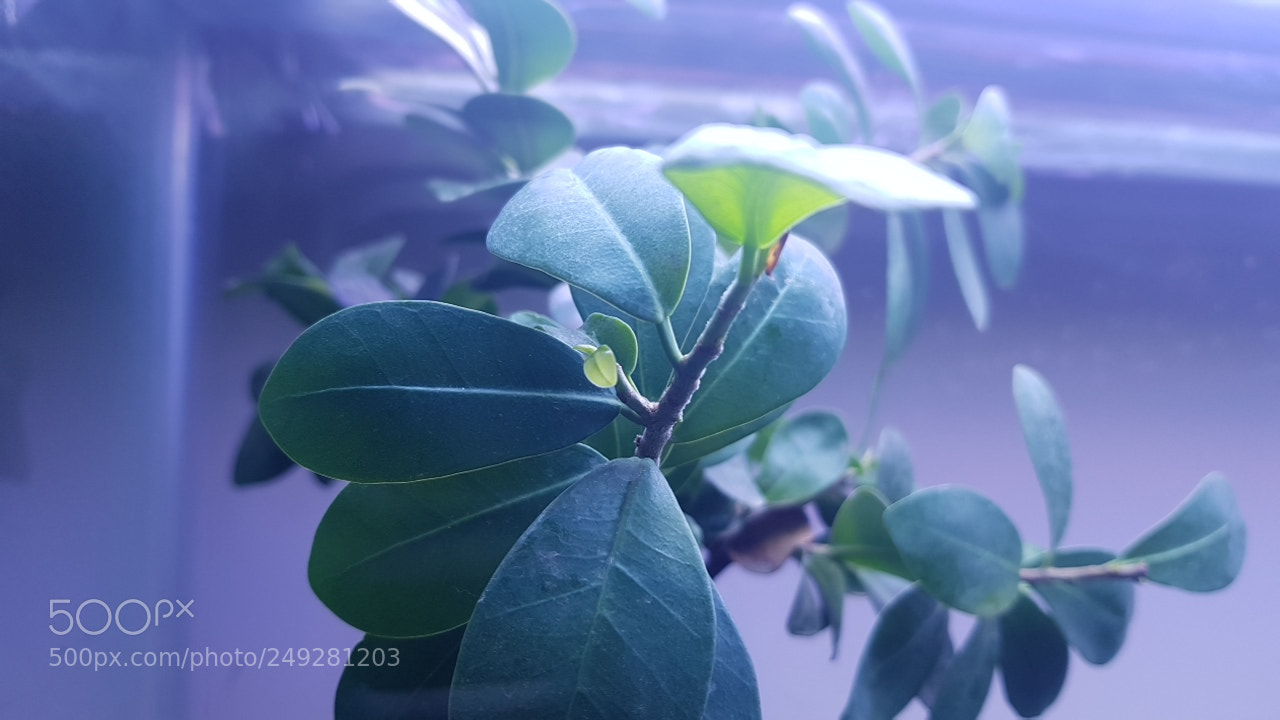 Samsung Galaxy S8+ sample photo. Img_20180309_004200.jpg photography