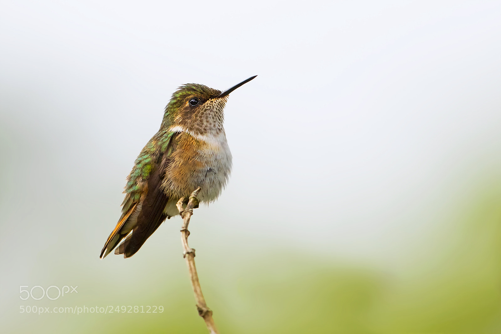 Canon EOS 7D Mark II sample photo. Scintillant hummingbird female costa photography