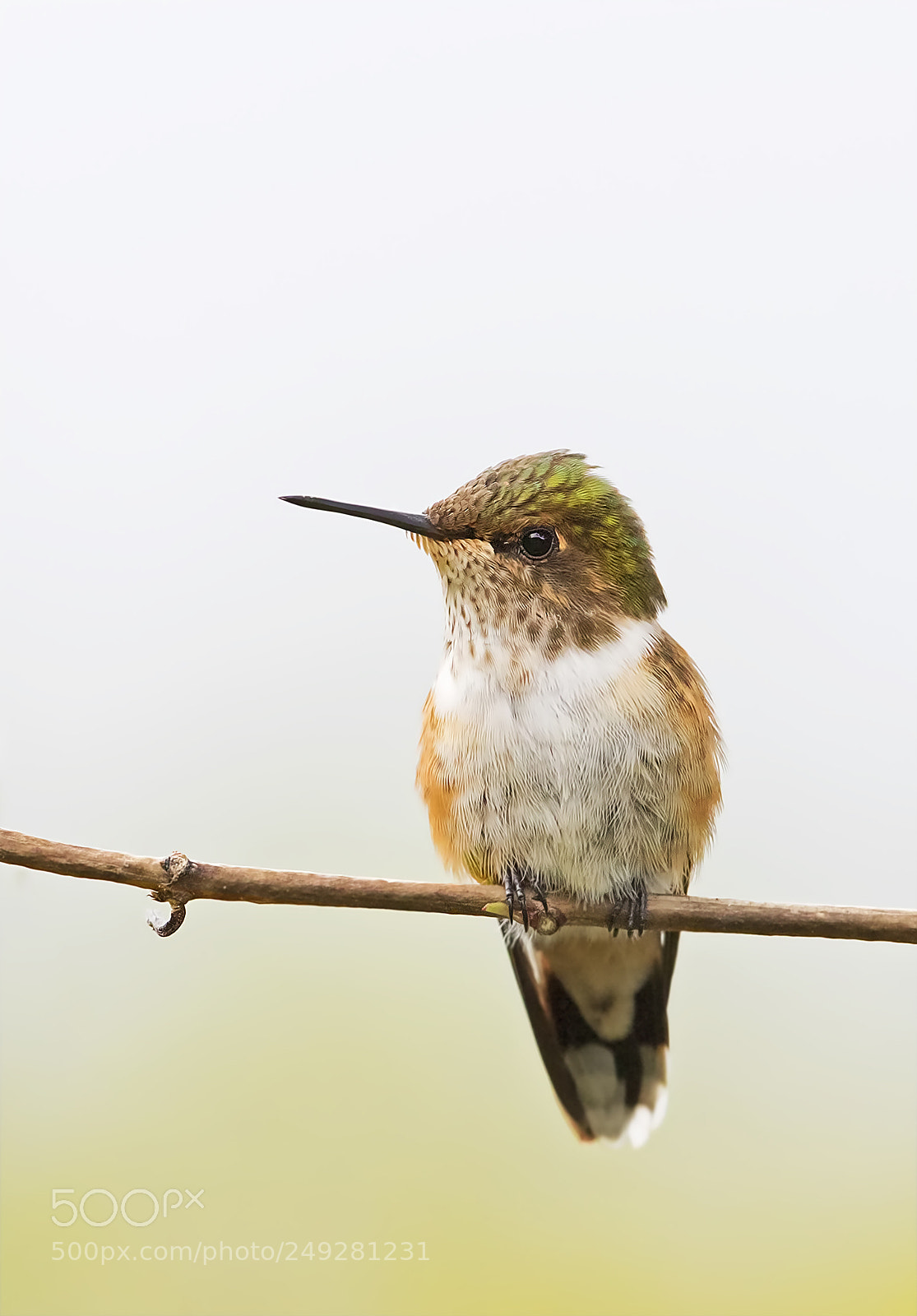 Canon EOS 7D Mark II sample photo. Scintillant hummingbird female costa photography