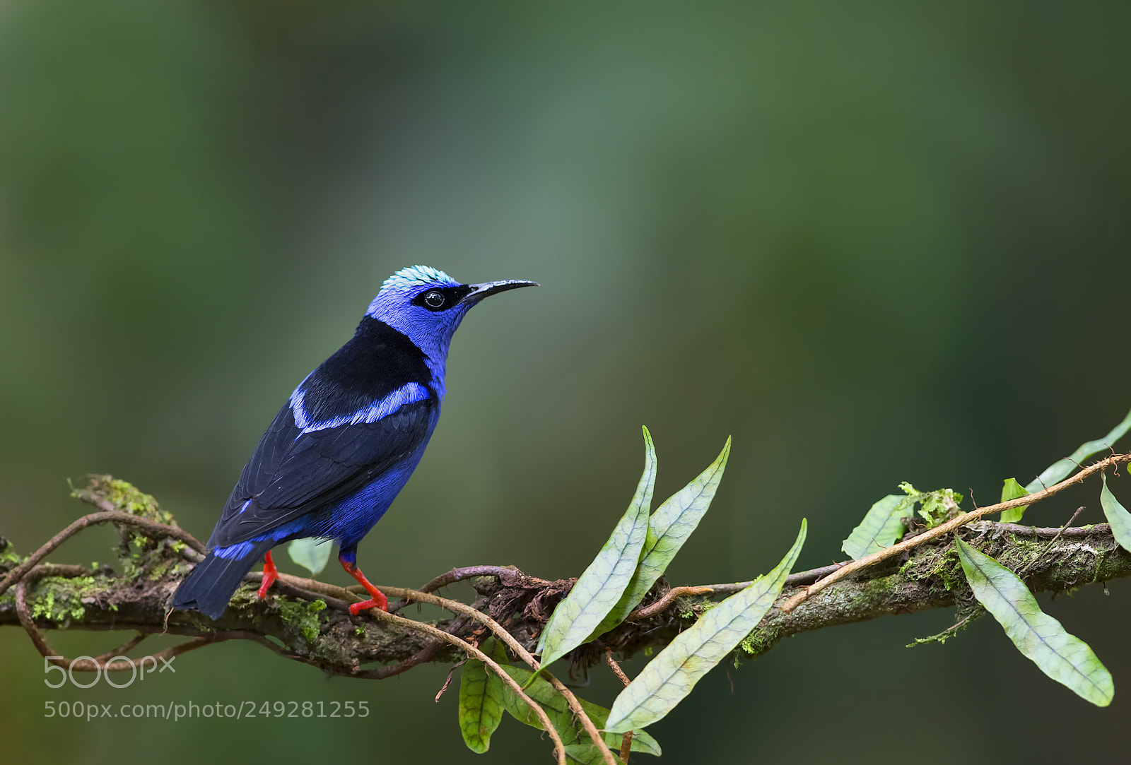 Canon EOS 7D Mark II sample photo. Red legged honeycreeper costa photography