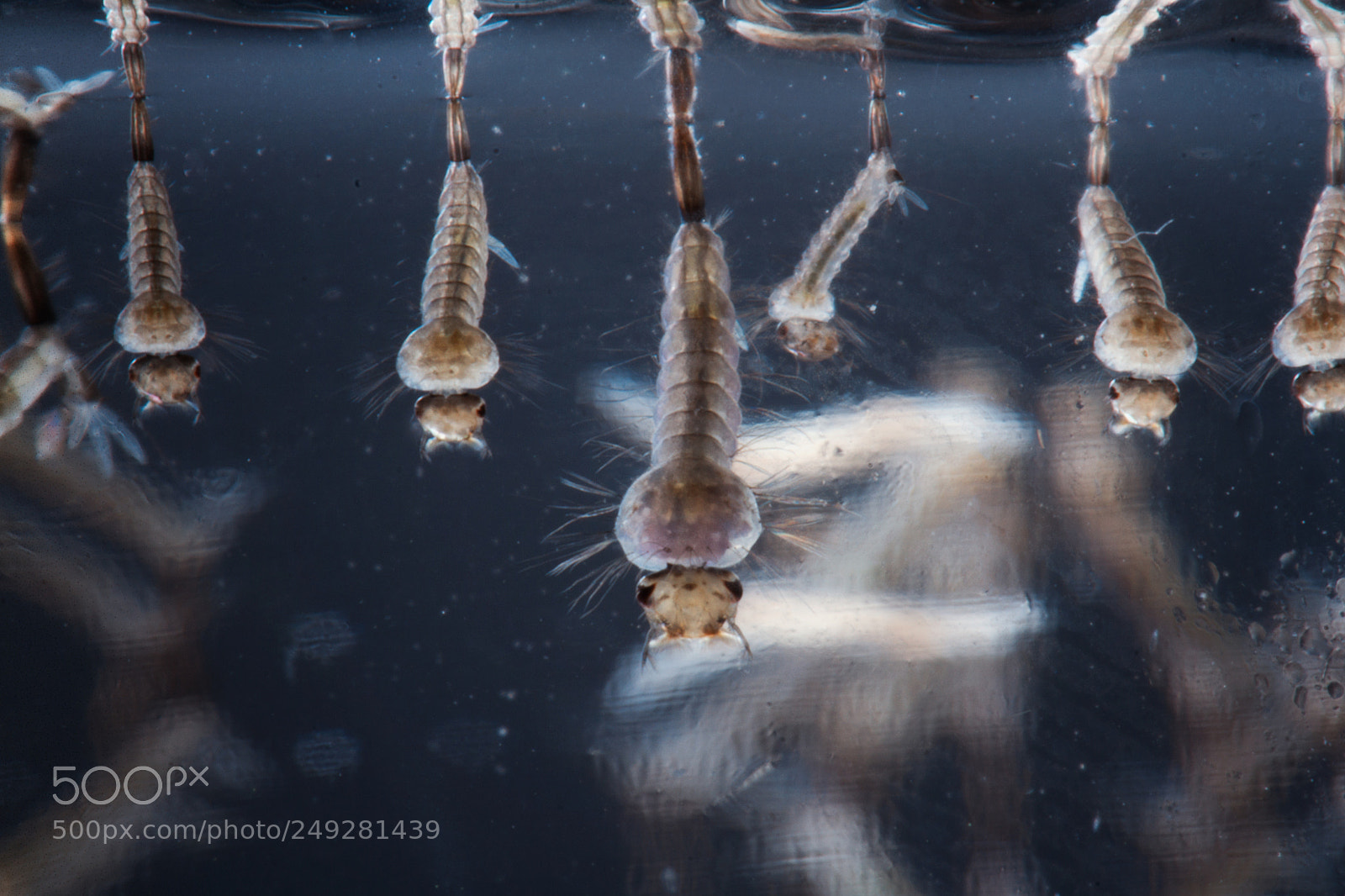 Canon EOS 7D sample photo. Larva photography