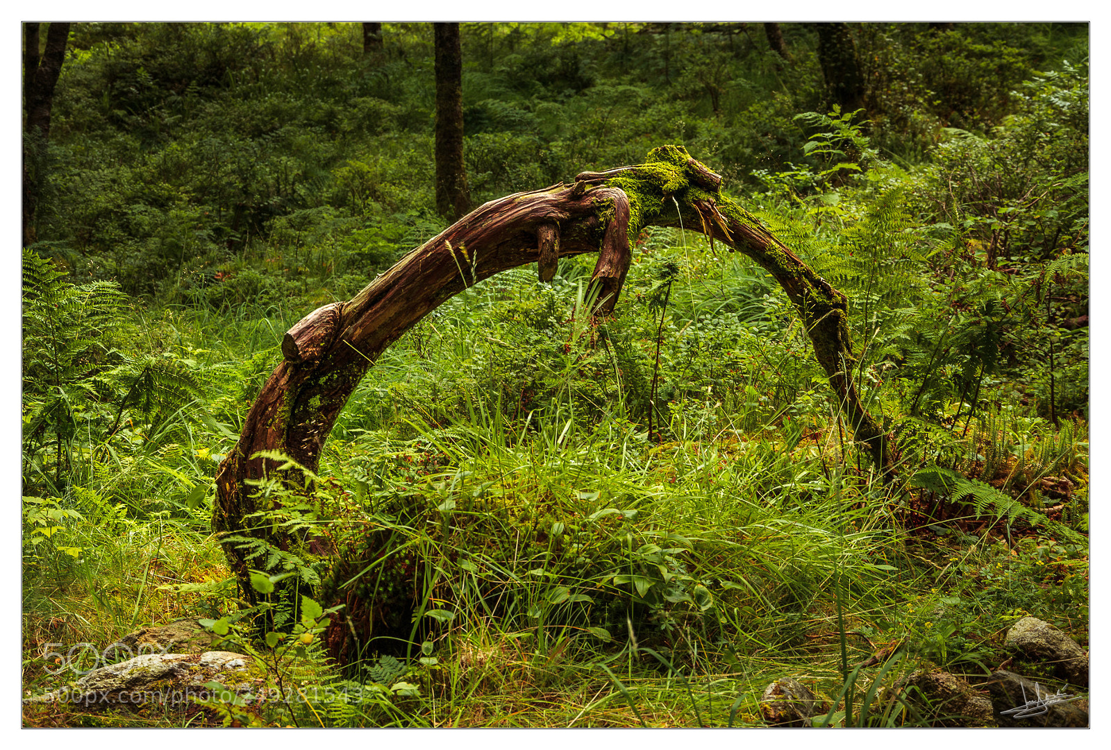 Nikon D7000 sample photo. Contortionist tree photography