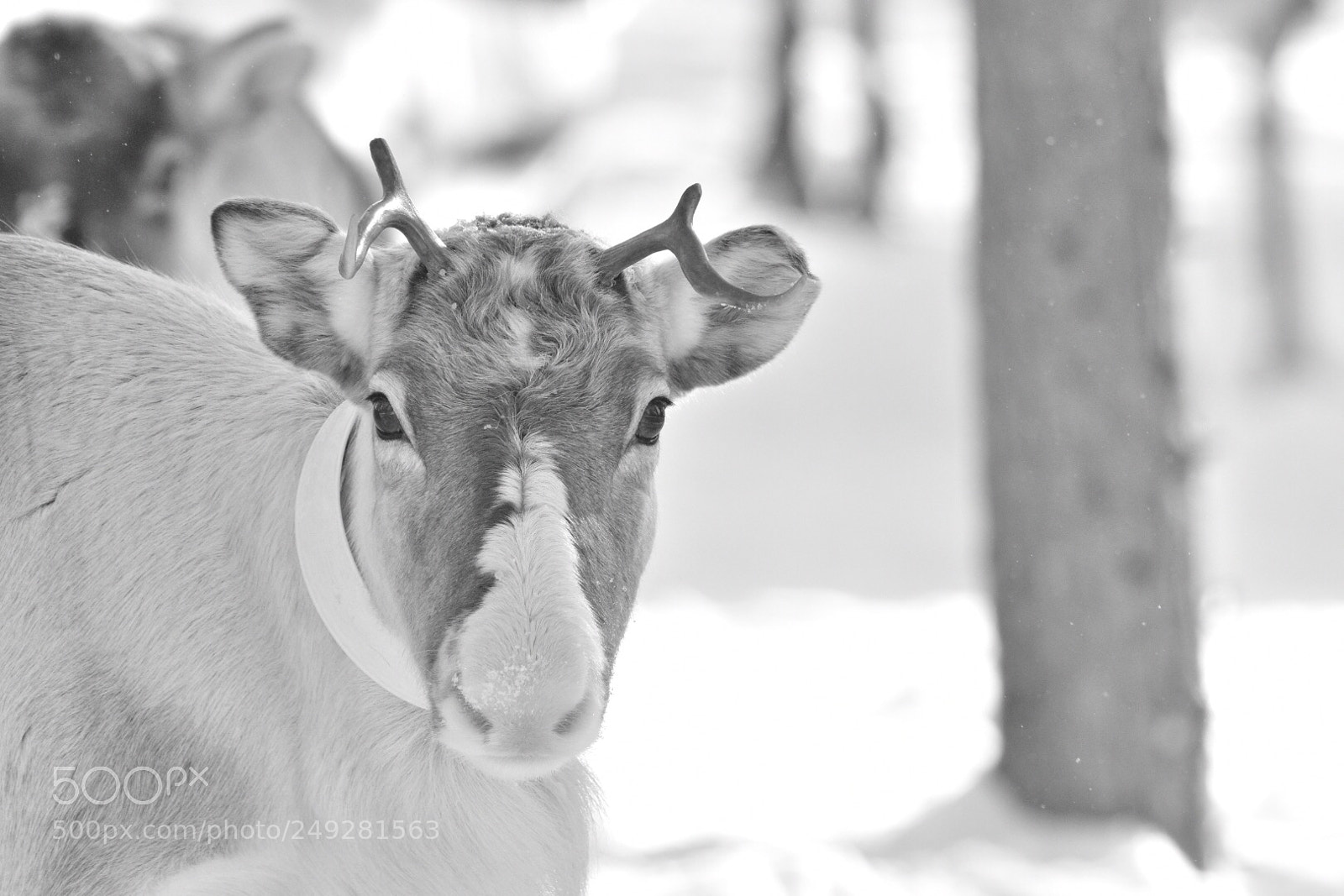 Nikon D7200 sample photo. The swedish nature photography
