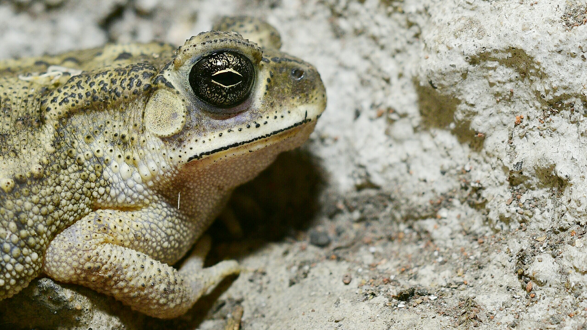 Nikon D500 + Nikon AF-S Nikkor 50mm F1.8G sample photo. Female toad photography