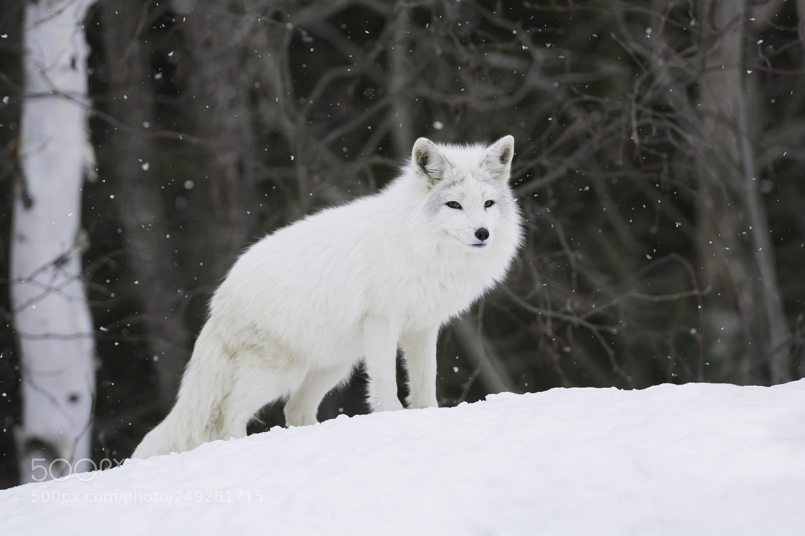 Nikon D7100 sample photo. An arctic fox photography