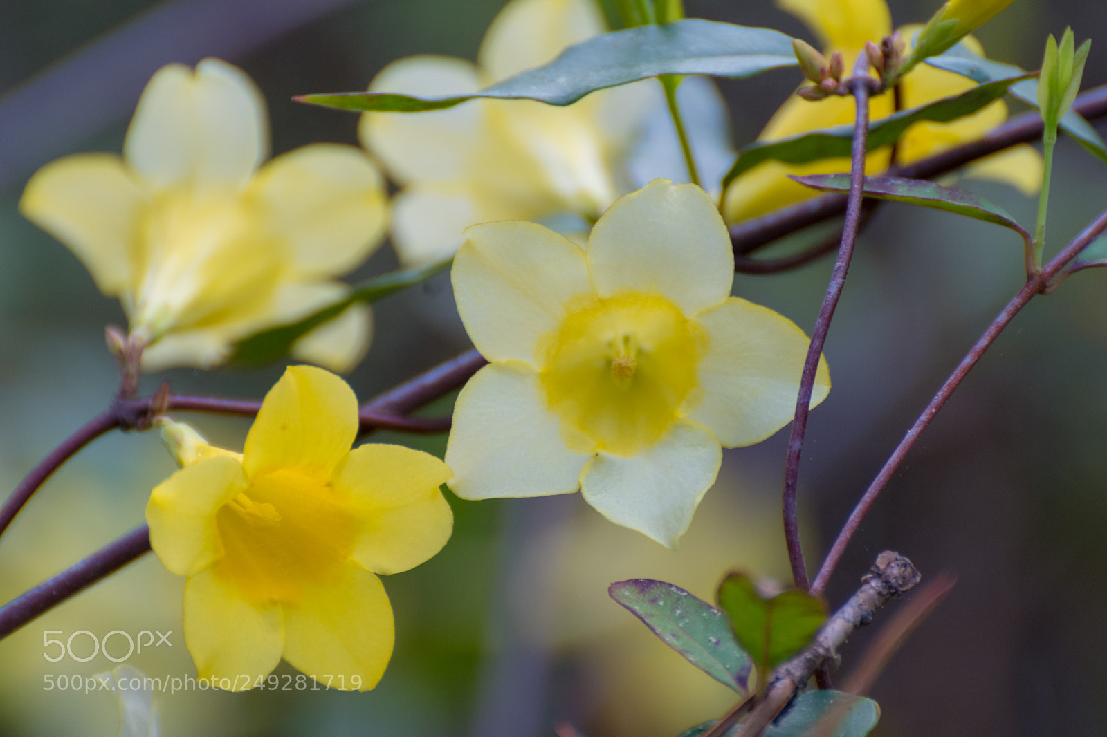 Nikon D500 sample photo. Flower in forest photography