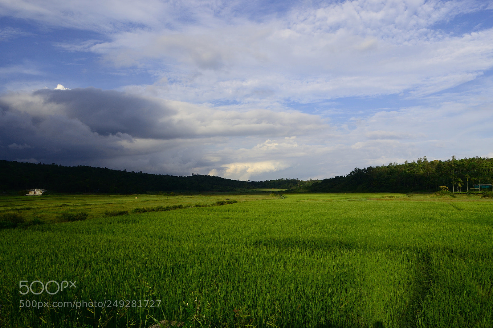Nikon D3100 sample photo. Green photography