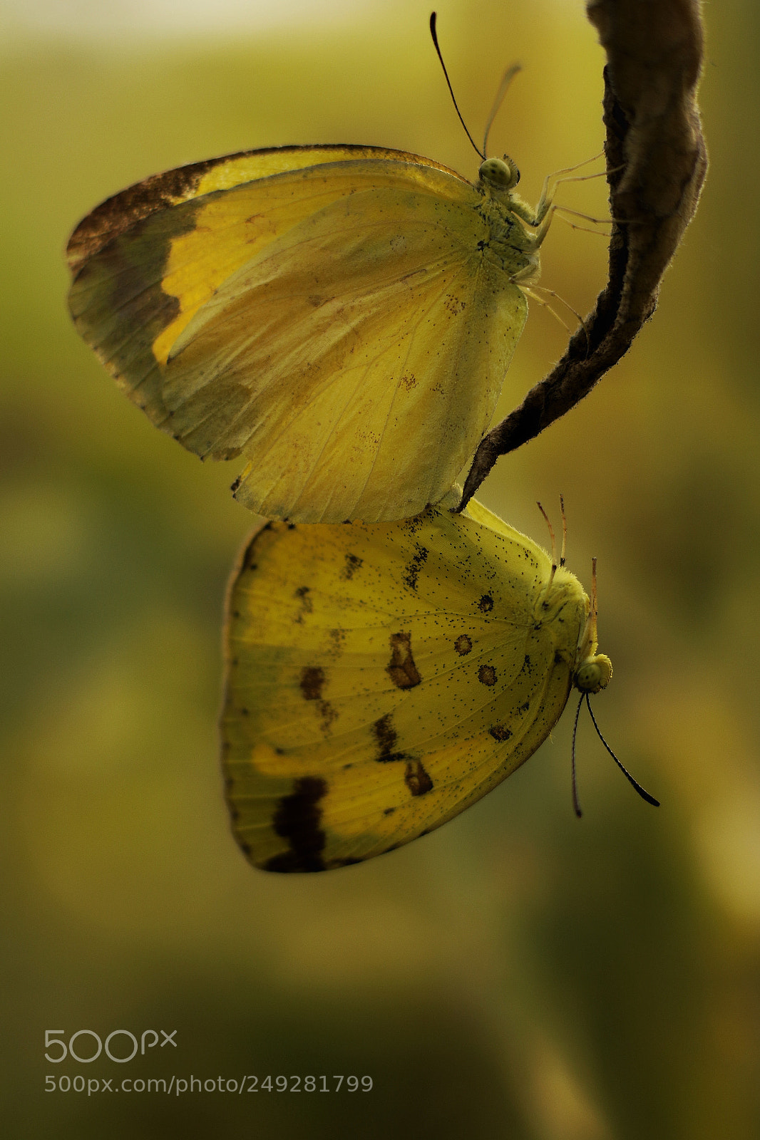 Canon EOS 7D Mark II sample photo. Butterfly three spot grass photography
