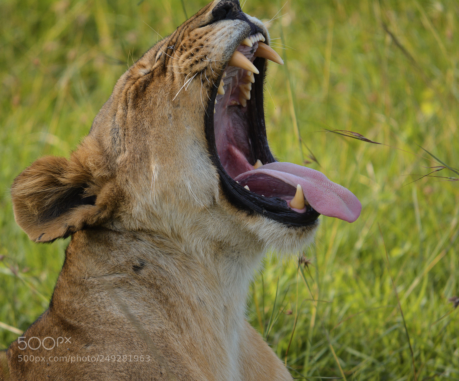 Nikon D5200 sample photo. Lioness photography