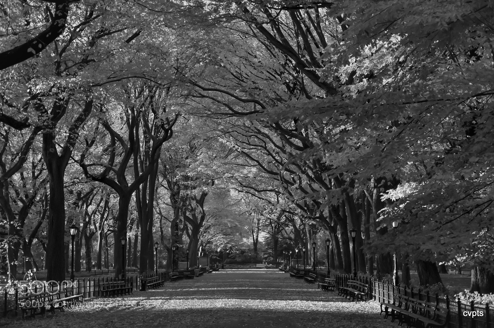 Nikon D90 sample photo. Central park photography