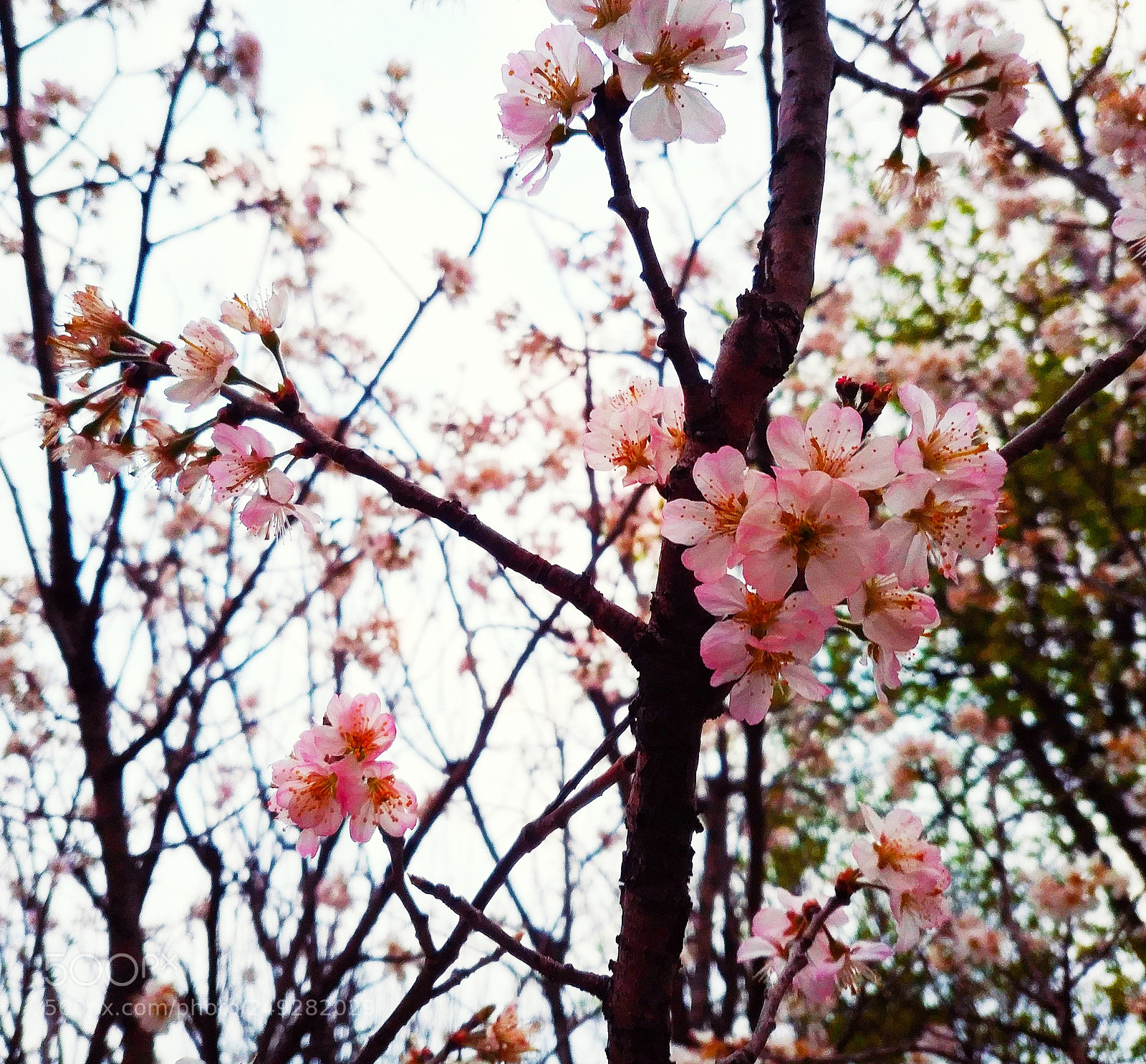 Xiaomi MIX 2 sample photo. Sakura photography