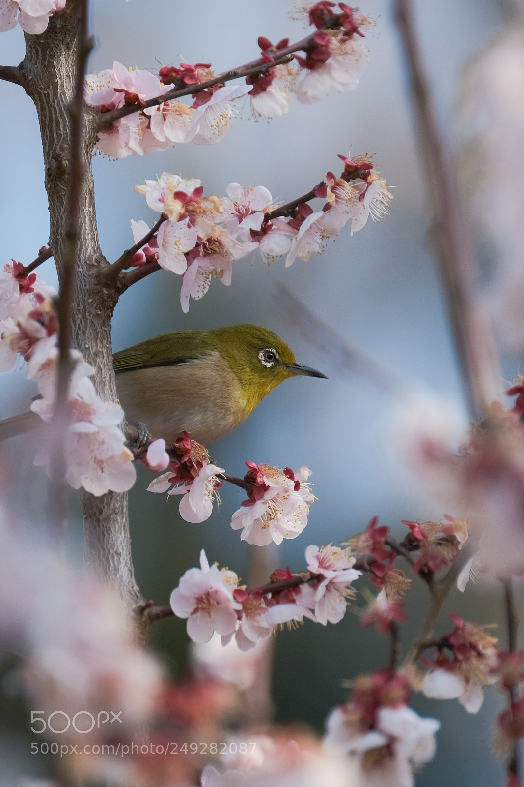 Fujifilm X-H1 sample photo. Spring icon photography