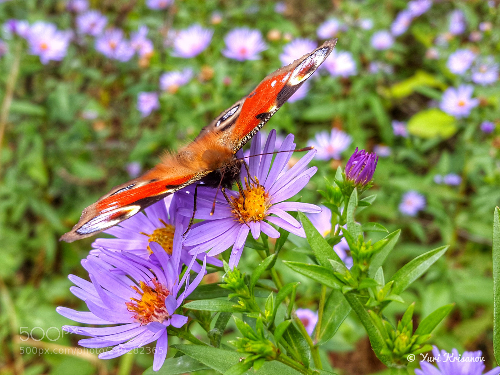 Samsung Galaxy Alpha sample photo. Peacock butterfly feeds on photography