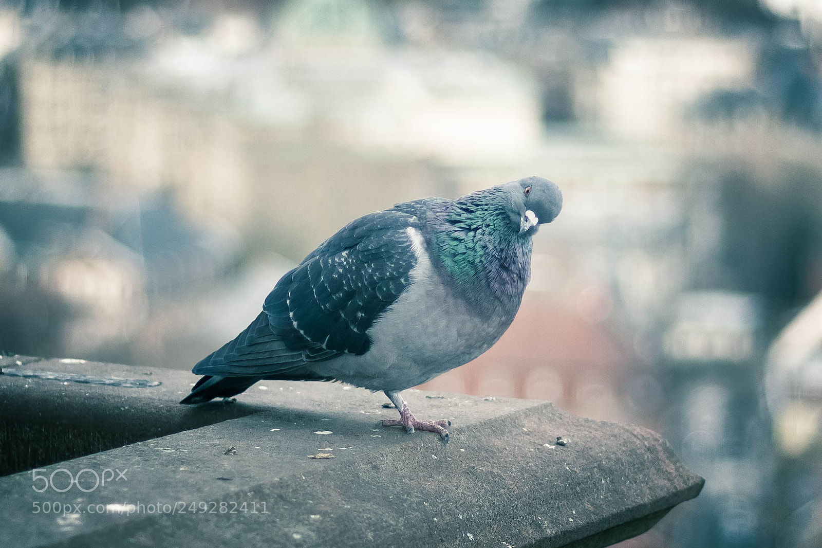 Canon EOS 600D (Rebel EOS T3i / EOS Kiss X5) sample photo. Pigeon curieux photography
