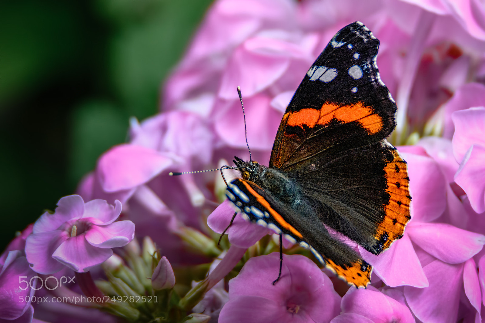 Nikon D7100 sample photo. Red admiral photography
