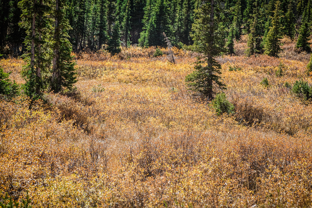 Canon EOS-1D X Mark II sample photo. Fall color wheel photography