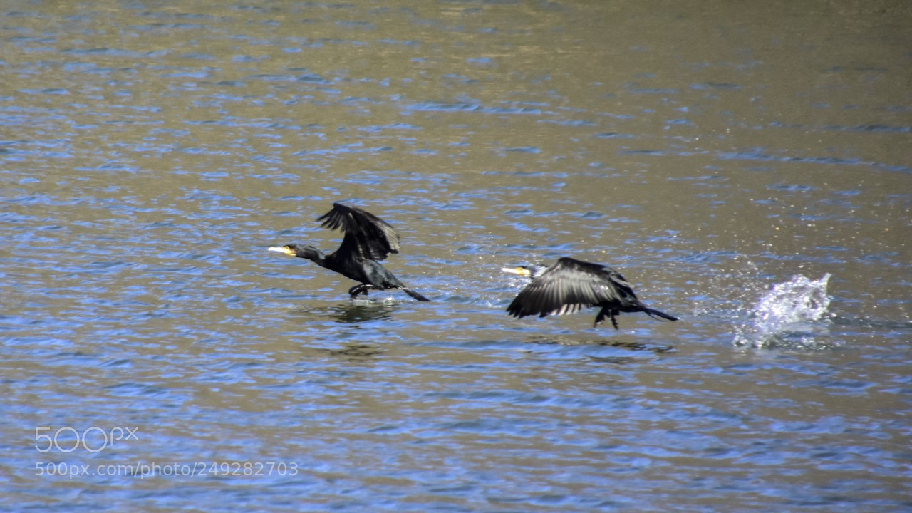 Nikon D7200 sample photo. Cormoranes2 photography