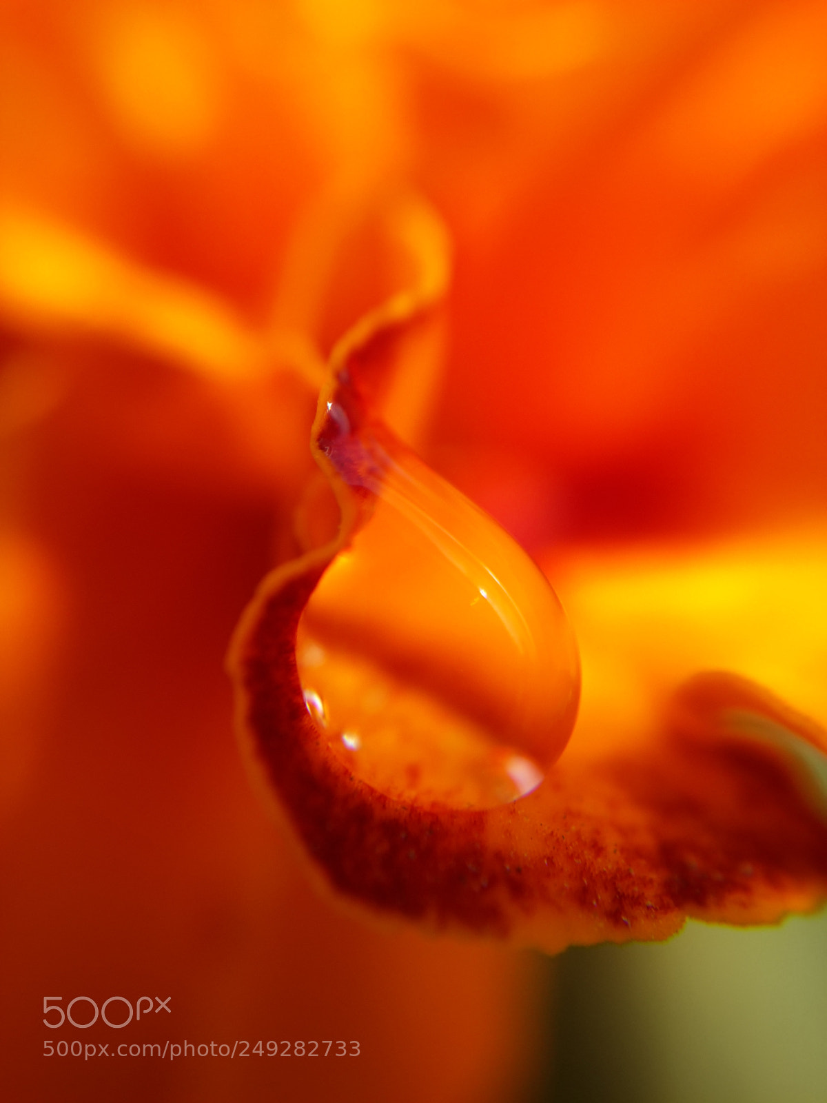Samsung Galaxy S4 sample photo. Orange drop! photography