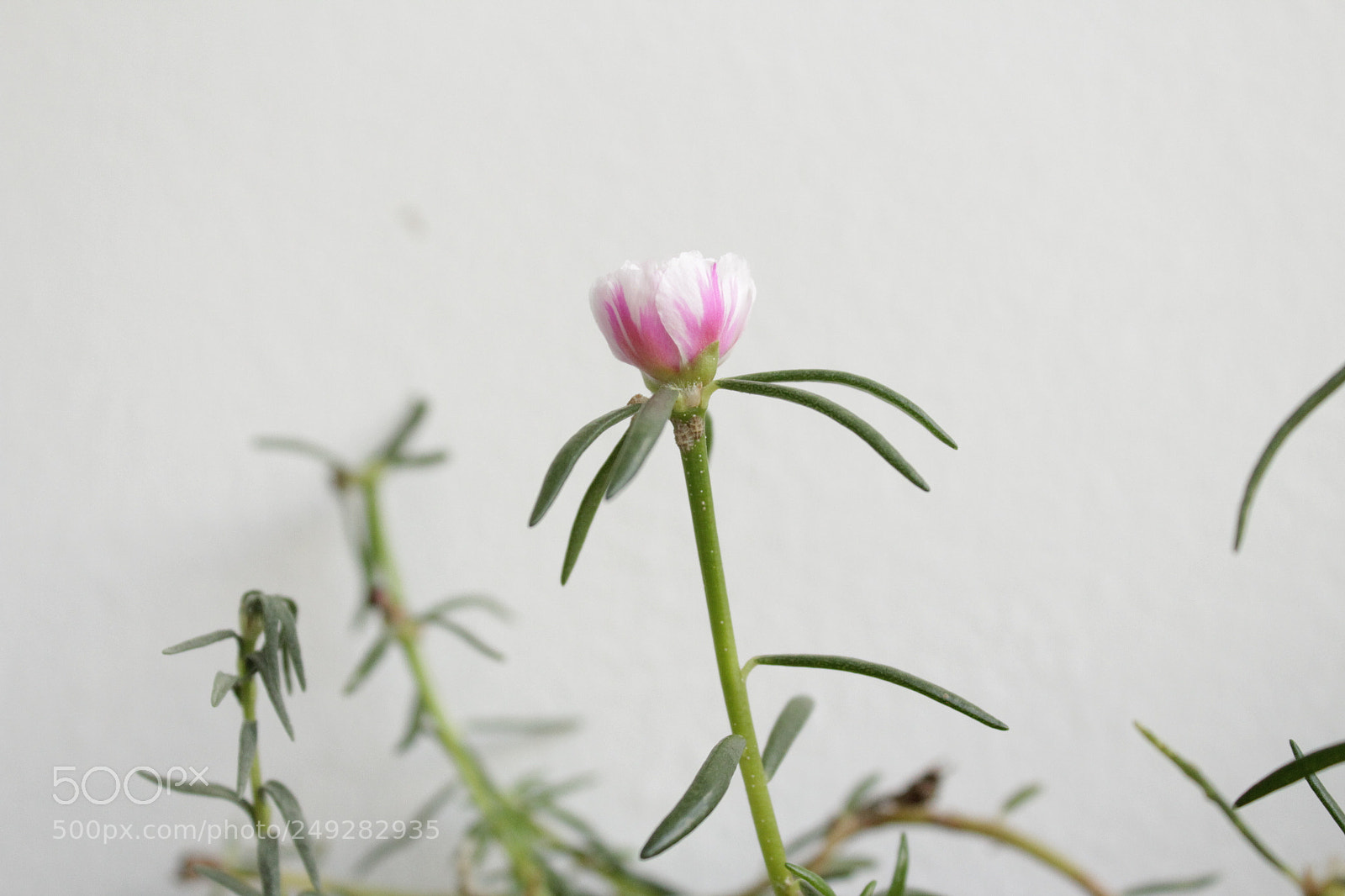 Canon EOS 1200D (EOS Rebel T5 / EOS Kiss X70 / EOS Hi) sample photo. Img photography