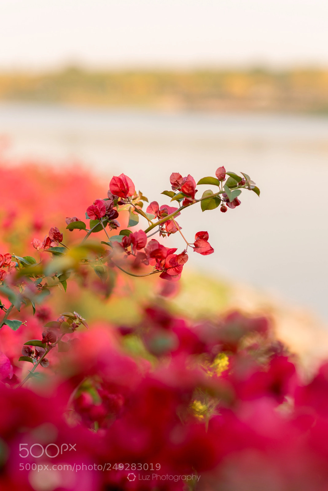 Nikon D810 sample photo. Deep red photography