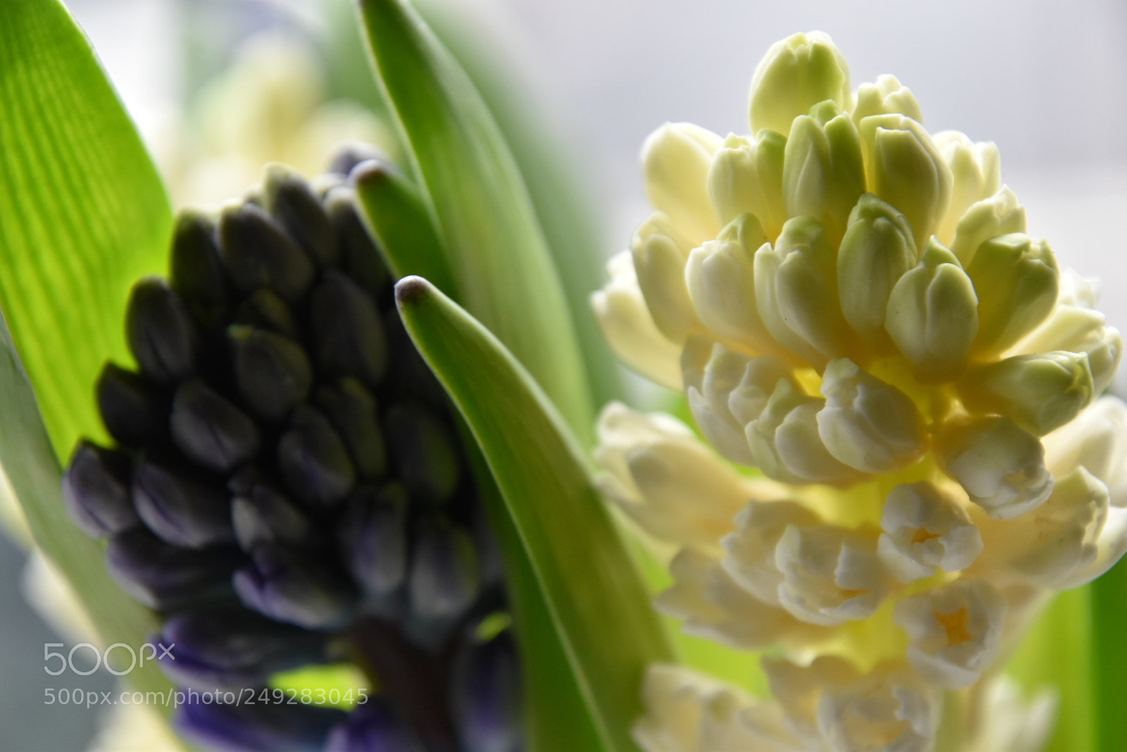 Nikon D5600 sample photo. Hyacinths photography
