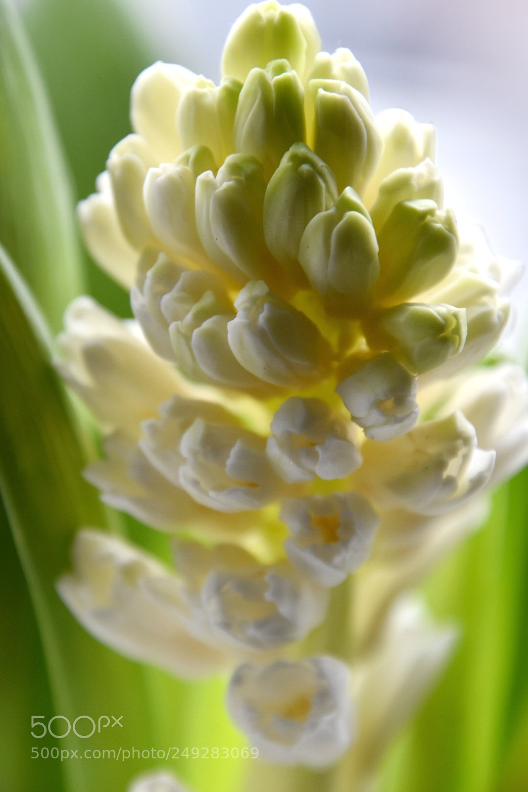 Nikon D5600 sample photo. White hyacinth photography