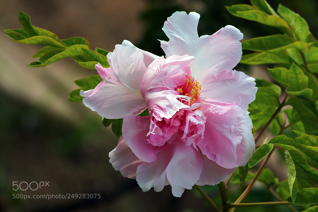 Canon EOS 650D (EOS Rebel T4i / EOS Kiss X6i) sample photo. Wwwsasas photography