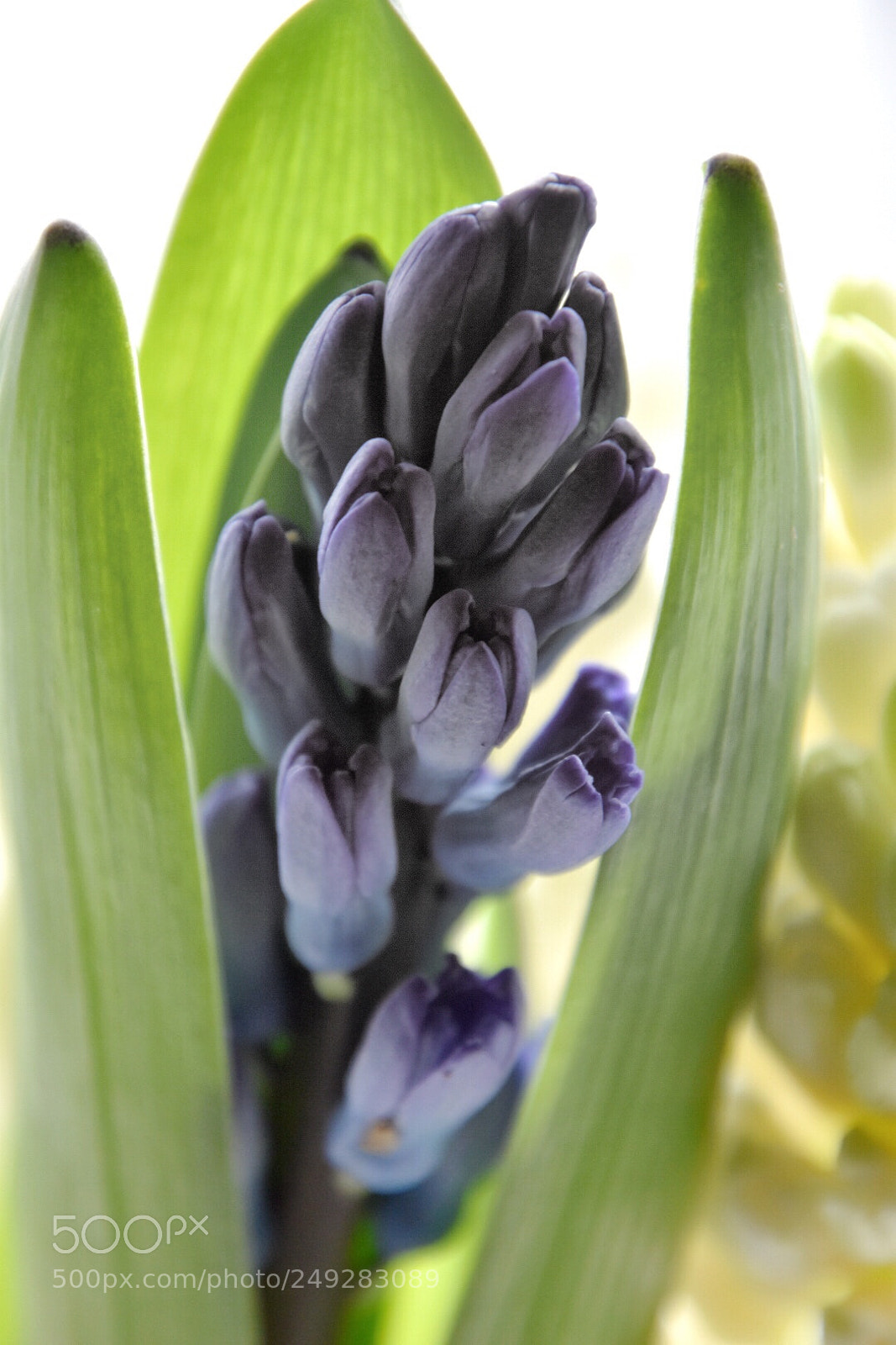 Nikon D5600 sample photo. Purple hyacinth photography