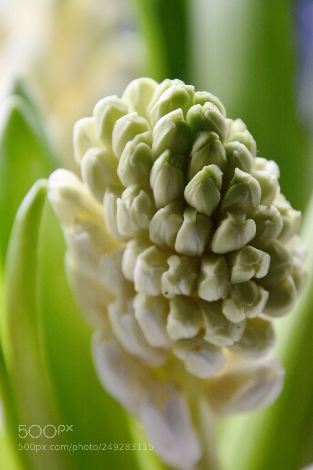 Nikon D5600 sample photo. White hyacinth 2 photography