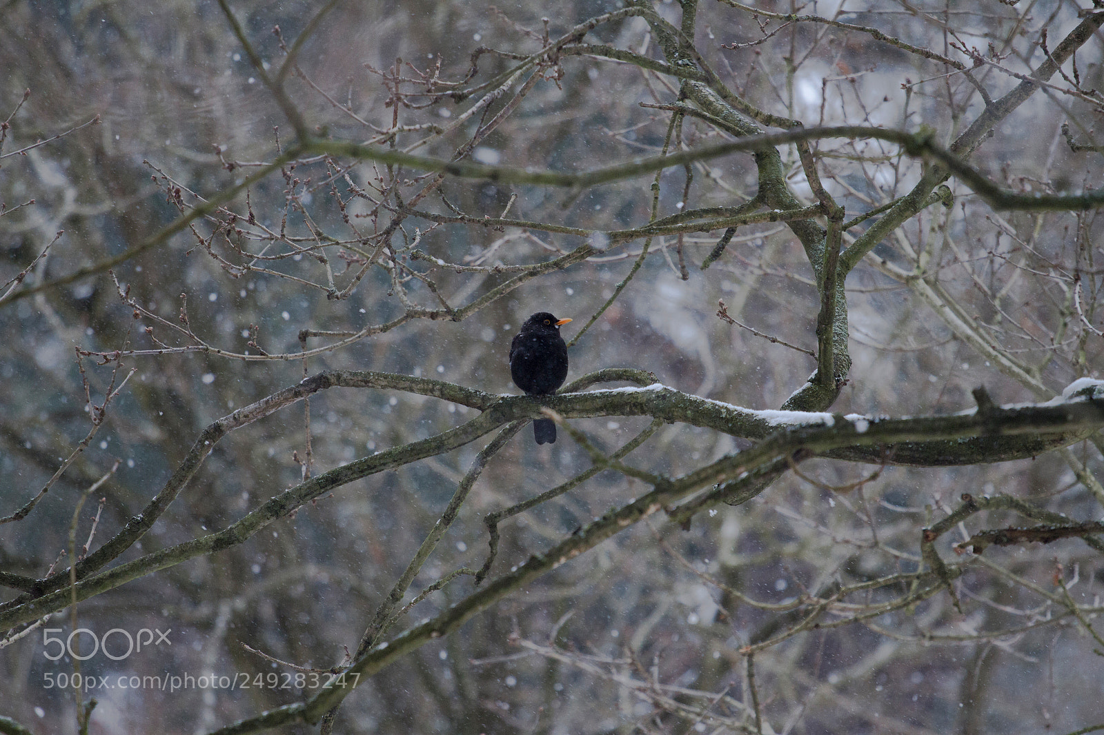 Canon EOS 7D sample photo. Waiting for spring photography