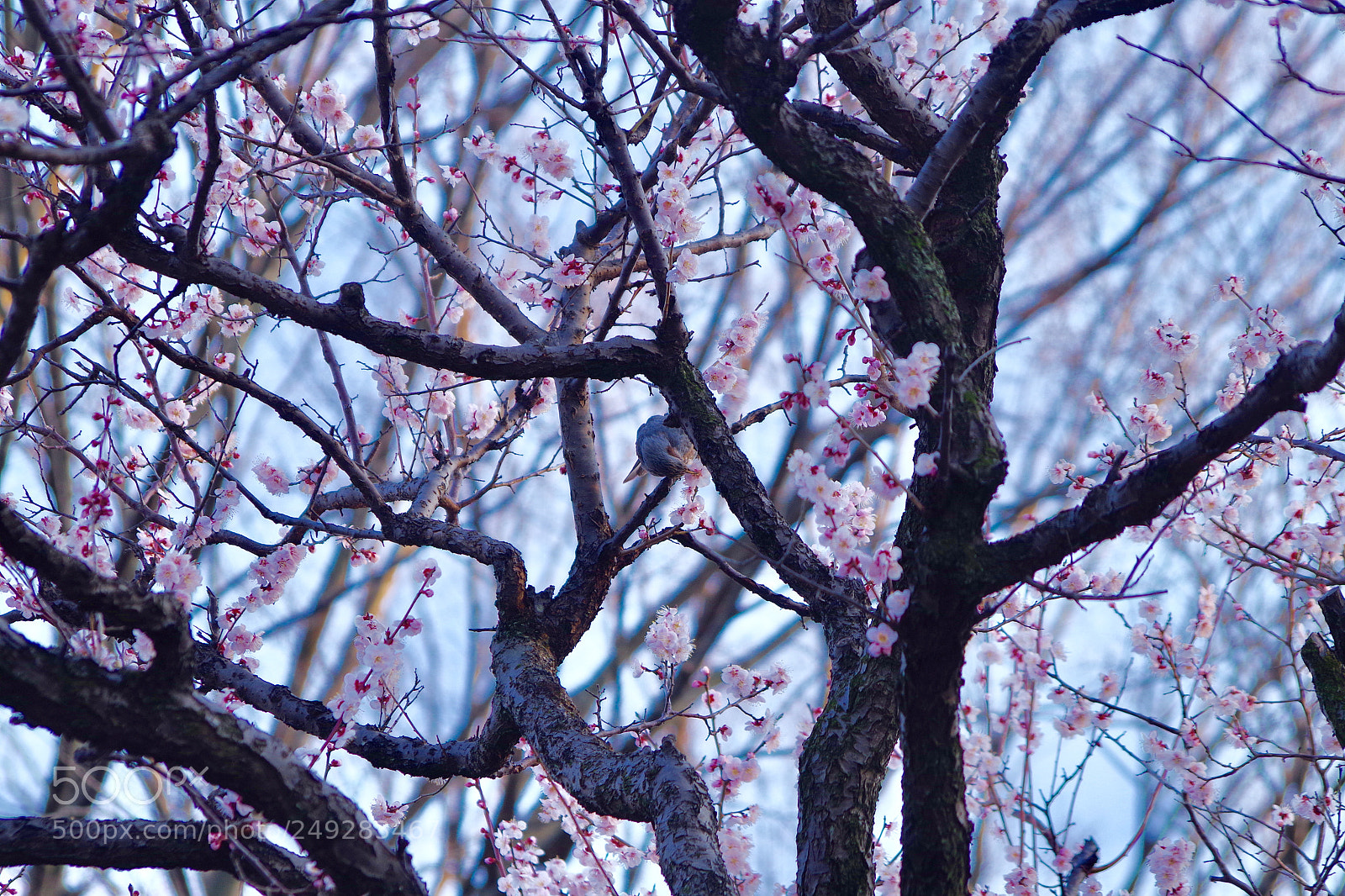 Pentax K-S2 sample photo. Supper! photography