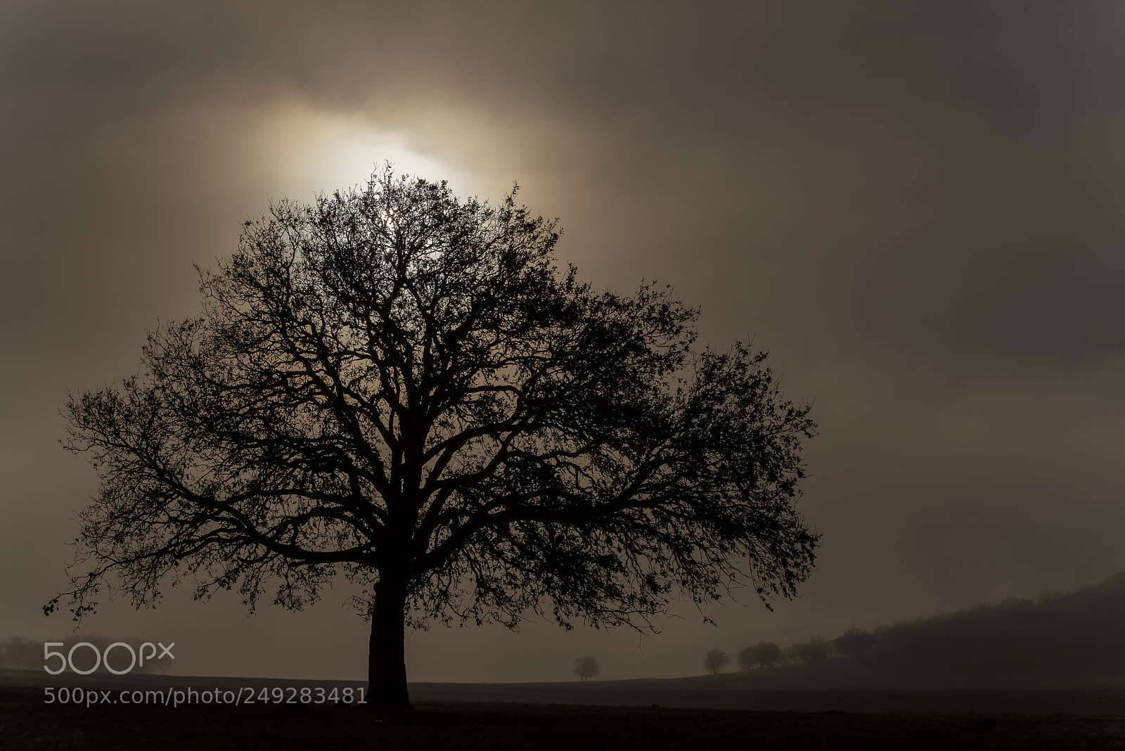 Pentax K-1 sample photo. Tree of life photography