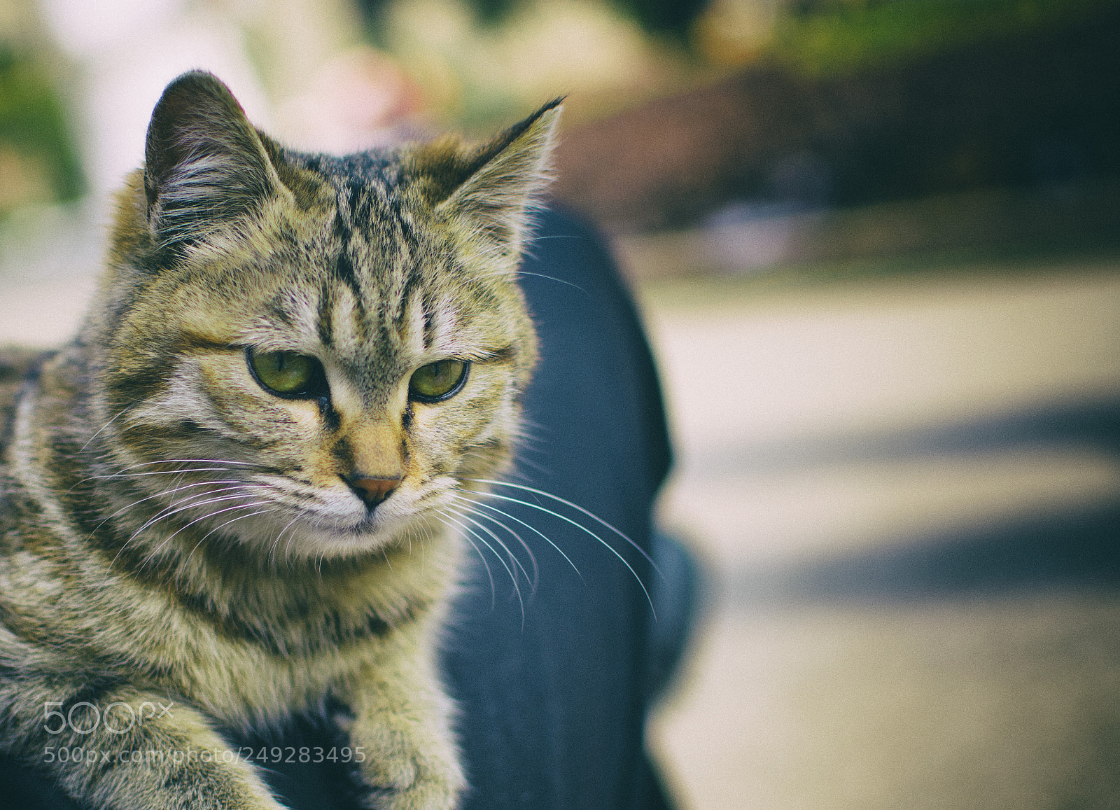 Nikon D7200 sample photo. The cat in the photography