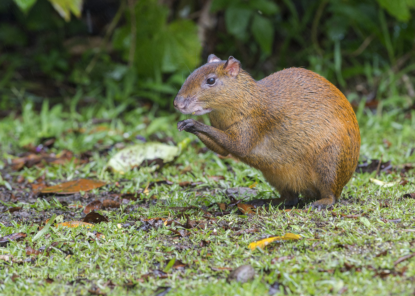 Nikon D4 sample photo. Agouti photography