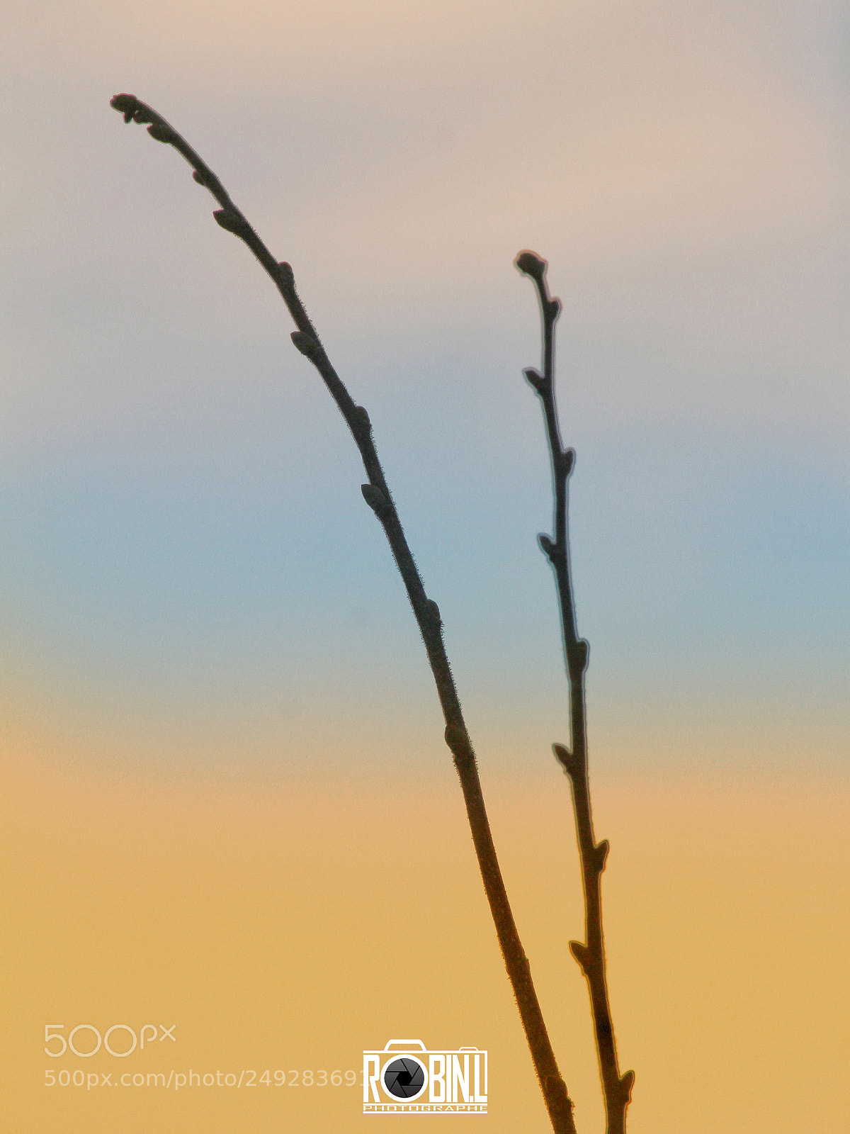 Canon EOS 7D sample photo. Sticks photography