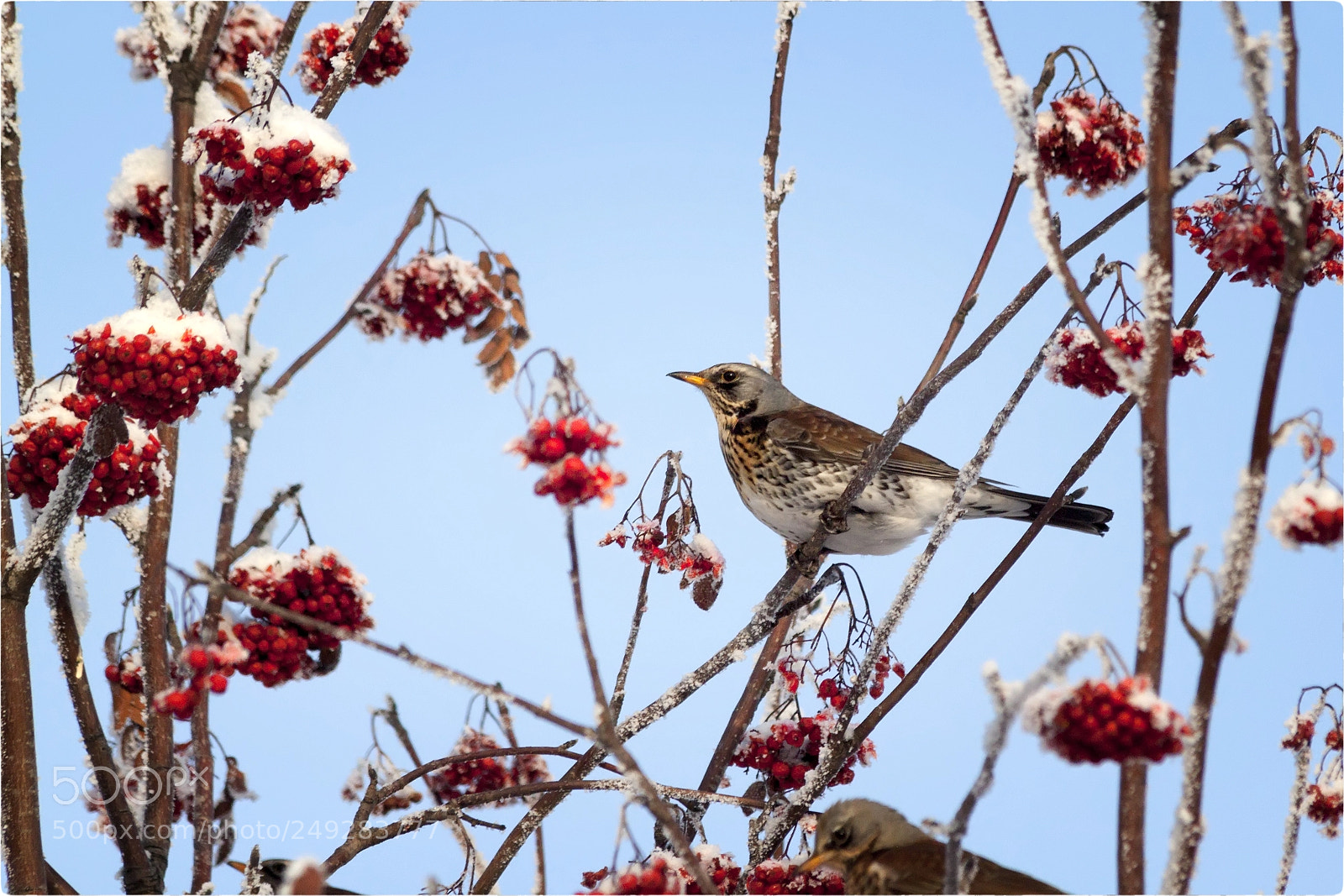 Canon EOS 500D (EOS Rebel T1i / EOS Kiss X3) sample photo. Turdus pilaris photography