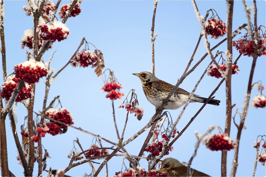 Turdus pilaris