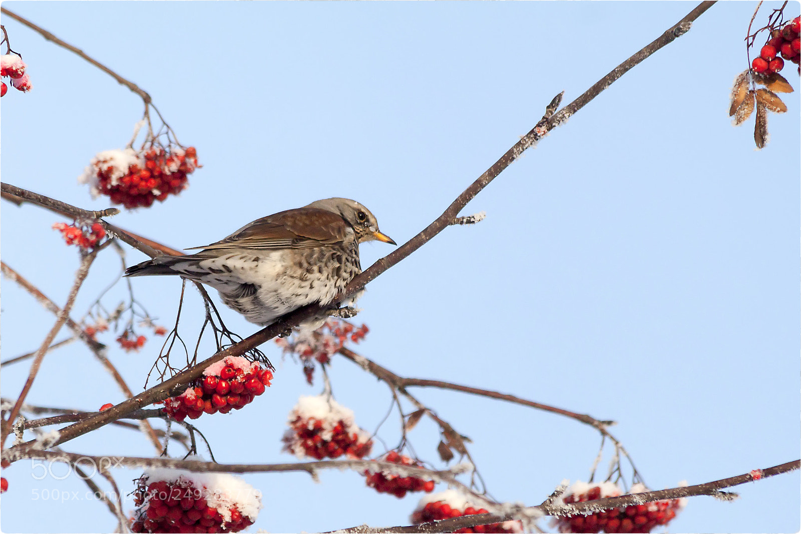 Canon EOS 500D (EOS Rebel T1i / EOS Kiss X3) sample photo. Turdus pilaris photography