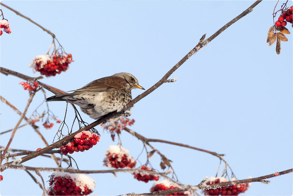 Turdus pilaris