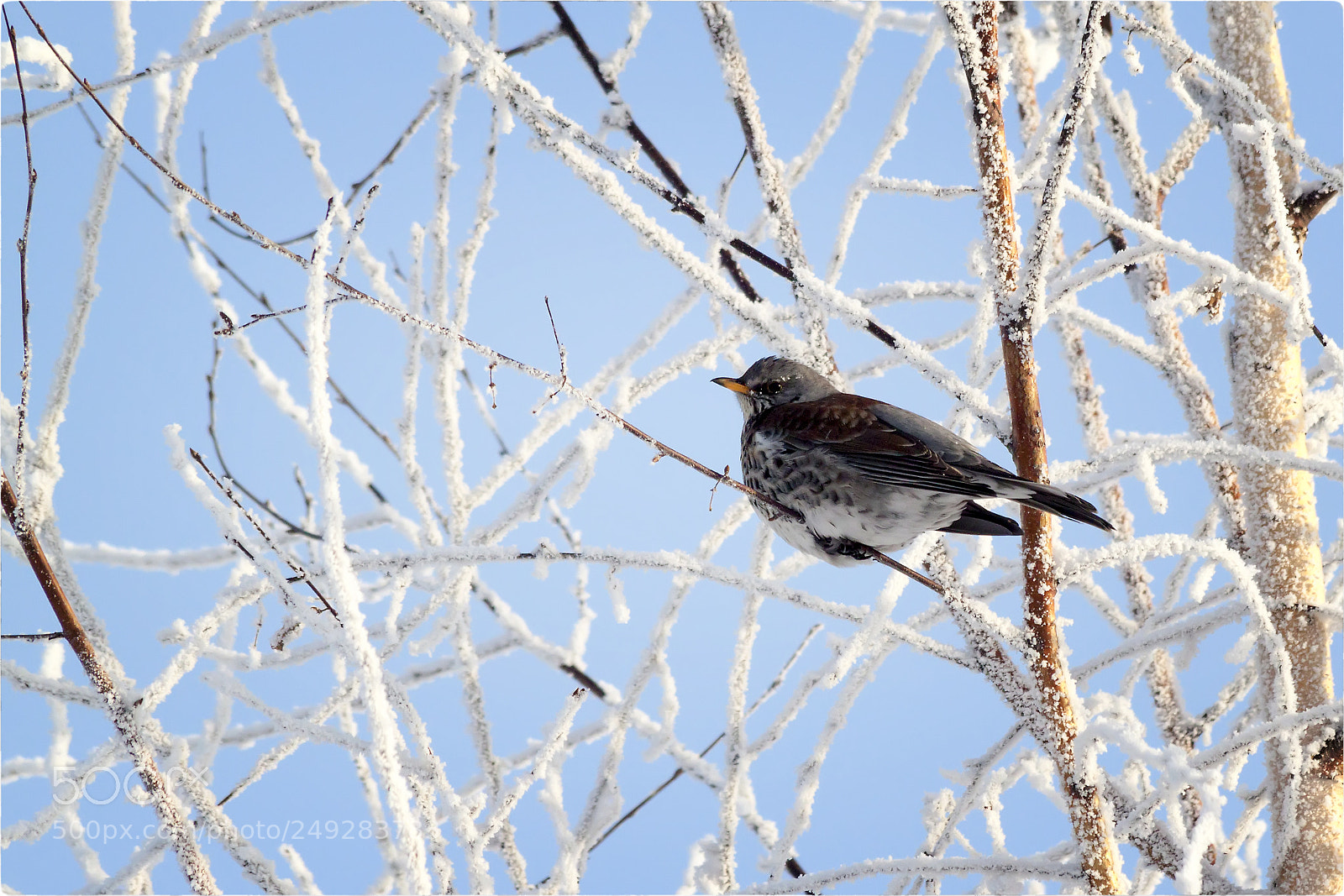 Canon EOS 500D (EOS Rebel T1i / EOS Kiss X3) sample photo. Turdus pilaris photography
