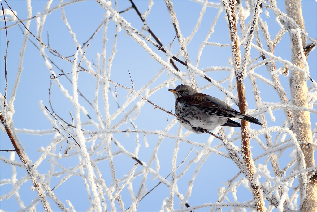 Turdus pilaris